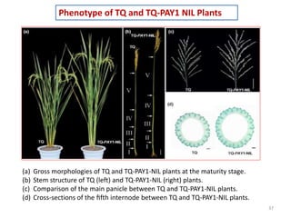 37
Phenotype of TQ and TQ-PAY1 NIL Plants
(a) Gross morphologies of TQ and TQ-PAY1-NIL plants at the maturity stage.
(b) Stem structure of TQ (left) and TQ-PAY1-NIL (right) plants.
(c) Comparison of the main panicle between TQ and TQ-PAY1-NIL plants.
(d) Cross-sections of the ﬁfth internode between TQ and TQ-PAY1-NIL plants.
 