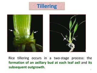 Tillering
Rice tillering occurs in a two-stage process: the
formation of an axillary bud at each leaf axil and its
subsequent outgrowth.
7
 