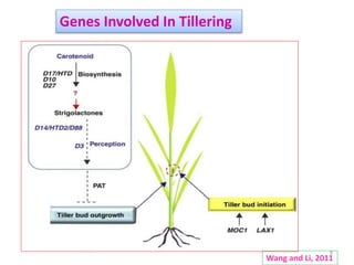 9
Wang and Li, 2011
Genes Involved In Tillering
 