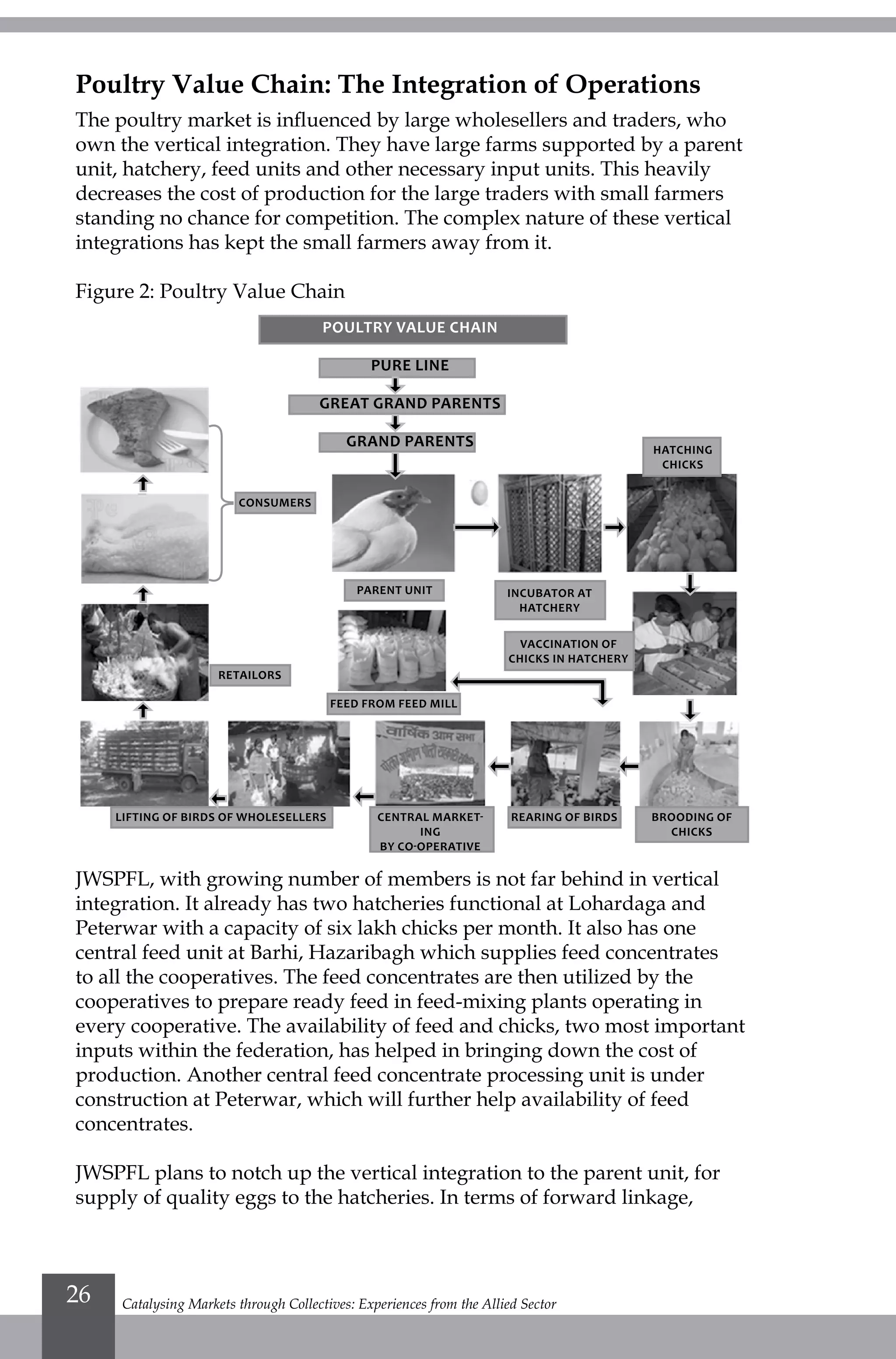 Catalysing Markets through Collectives: Experiences from the Allied Sector26
Poultry Value Chain: The Integration of Operations
The poultry market is influenced by large wholesellers and traders, who
own the vertical integration. They have large farms supported by a parent
unit, hatchery, feed units and other necessary input units. This heavily
decreases the cost of production for the large traders with small farmers
standing no chance for competition. The complex nature of these vertical
integrations has kept the small farmers away from it.
Figure 2: Poultry Value Chain
JWSPFL, with growing number of members is not far behind in vertical
integration. It already has two hatcheries functional at Lohardaga and
Peterwar with a capacity of six lakh chicks per month. It also has one
central feed unit at Barhi, Hazaribagh which supplies feed concentrates
to all the cooperatives. The feed concentrates are then utilized by the
cooperatives to prepare ready feed in feed-mixing plants operating in
every cooperative. The availability of feed and chicks, two most important
inputs within the federation, has helped in bringing down the cost of
production. Another central feed concentrate processing unit is under
construction at Peterwar, which will further help availability of feed
concentrates.
JWSPFL plans to notch up the vertical integration to the parent unit, for
supply of quality eggs to the hatcheries. In terms of forward linkage,
Poultry value chain
pure line
great grand parents
grand parents
consumers
parent unit
feed from feed mill
lifting of birds of wholesellers central market-
ing
by co-operative
rearing of birds brooding of
chicks
hatching
chicks
incubator at
hatchery
retailors
vaccination of
chicks in hatchery
 