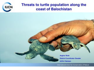 International Union for Conservation of Nature
Threats to turtle population along the
coast of Balochistan
Asghar Shah
District Coordinator Gwader
IUCN- Pakistan
 