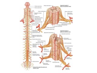 Spinal Cardinal A_8_Spinal cord functions classifications.pdf
