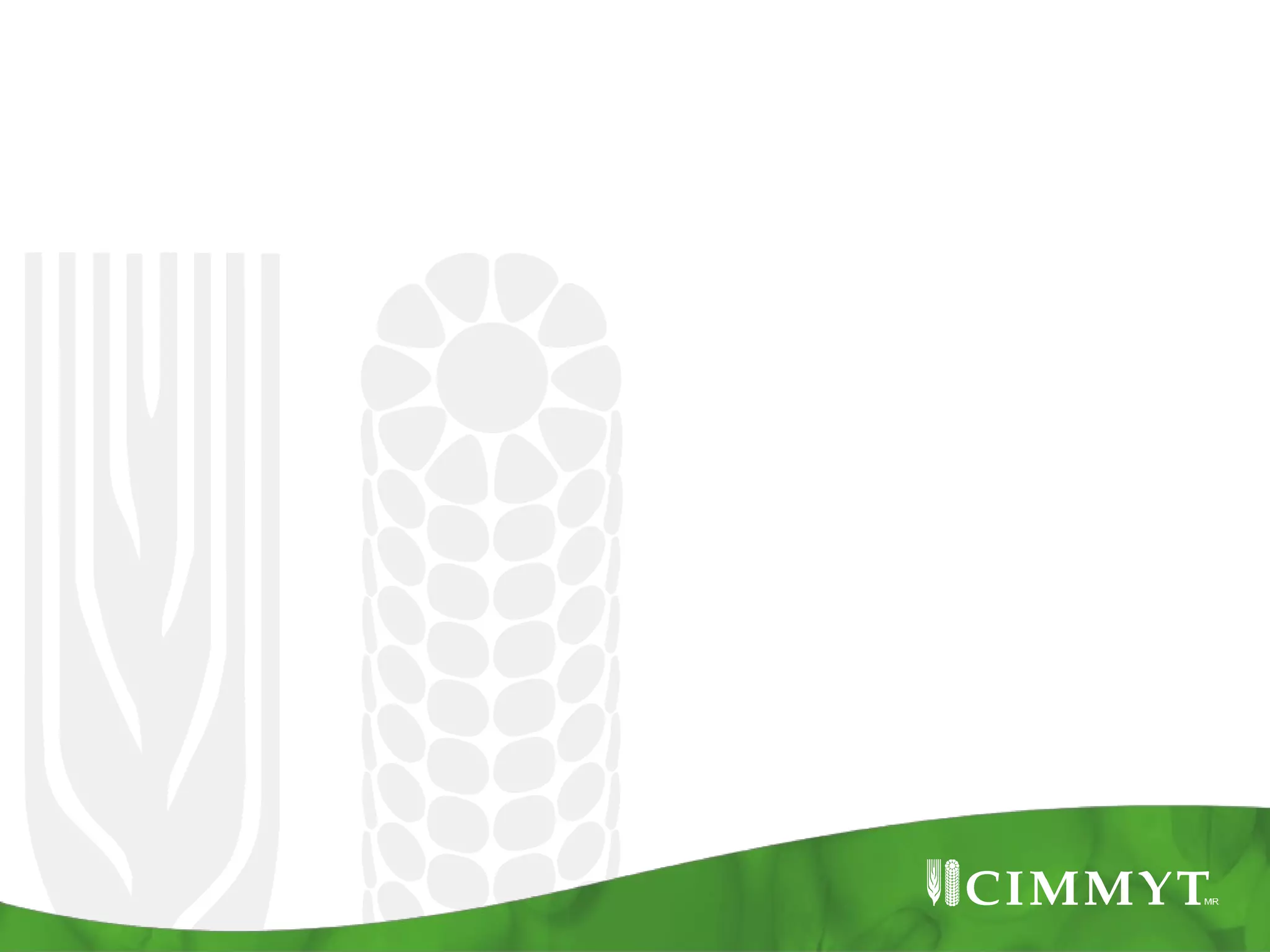 Remote sensing based drought tolerant maize targeting in SSA 