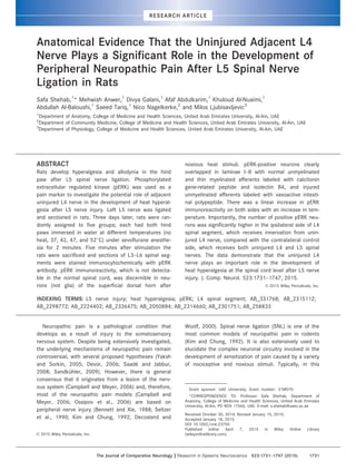 Anatomical Evidence That the Uninjured Adjacent L4
Nerve Plays a Signiﬁcant Role in the Development of
Peripheral Neuropathic Pain After L5 Spinal Nerve
Ligation in Rats
Safa Shehab,1
* Mehwish Anwer,1
Divya Galani,1
Afaf Abdulkarim,1
Khuloud Al-Nuaimi,1
Abdullah Al-Baloushi,1
Saeed Tariq,1
Nico Nagelkerke,2
and Milos Ljubisavljevic3
1
Department of Anatomy, College of Medicine and Health Sciences, United Arab Emirates University, Al-Ain, UAE
2
Department of Community Medicine, College of Medicine and Health Sciences, United Arab Emirates University, Al-Ain, UAE
3
Department of Physiology, College of Medicine and Health Sciences, United Arab Emirates University, Al-Ain, UAE
ABSTRACT
Rats develop hyperalgesia and allodynia in the hind
paw after L5 spinal nerve ligation. Phosphorylated
extracellular regulated kinase (pERK) was used as a
pain marker to investigate the potential role of adjacent
uninjured L4 nerve in the development of heat hyperal-
gesia after L5 nerve injury. Left L5 nerve was ligated
and sectioned in rats. Three days later, rats were ran-
domly assigned to five groups; each had both hind
paws immersed in water at different temperatures (no
heat, 37, 42, 47, and 52
C) under sevoflurane anesthe-
sia for 2 minutes. Five minutes after stimulation the
rats were sacrificed and sections of L3–L6 spinal seg-
ments were stained immunocytochemically with pERK
antibody. pERK immunoreactivity, which is not detecta-
ble in the normal spinal cord, was discernible in neu-
rons (not glia) of the superficial dorsal horn after
noxious heat stimuli. pERK-positive neurons clearly
overlapped in laminae I–II with normal unmyelinated
and thin myelinated afferents labeled with calcitonin
gene-related peptide and isolectin B4, and injured
unmyelinated afferents labeled with vasoactive intesti-
nal polypeptide. There was a linear increase in pERK
immunoreactivity on both sides with an increase in tem-
perature. Importantly, the number of positive pERK neu-
rons was significantly higher in the ipsilateral side of L4
spinal segment, which receives innervation from unin-
jured L4 nerve, compared with the contralateral control
side, which receives both uninjured L4 and L5 spinal
nerves. The data demonstrate that the uninjured L4
nerve plays an important role in the development of
heat hyperalgesia at the spinal cord level after L5 nerve
injury. J. Comp. Neurol. 523:1731–1747, 2015.
VC 2015 Wiley Periodicals, Inc.
INDEXING TERMS: L5 nerve injury; heat hyperalgesia; pERK; L4 spinal segment; AB_331768; AB_2315112;
AB_2298772; AB_2224402; AB_2336475; AB_2050884; AB_2314660; AB_2301751; AB_258833
Neuropathic pain is a pathological condition that
develops as a result of injury to the somatosensory
nervous system. Despite being extensively investigated,
the underlying mechanisms of neuropathic pain remain
controversial, with several proposed hypotheses (Yaksh
and Sorkin, 2005; Devor, 2006; Saade and Jabbur,
2008; Sandk€uhler, 2009). However, there is general
consensus that it originates from a lesion of the nerv-
ous system (Campbell and Meyer, 2006) and, therefore,
most of the neuropathic pain models (Campbell and
Meyer, 2006; Ossipov et al., 2006) are based on
peripheral nerve injury (Bennett and Xie, 1988; Seltzer
et al., 1990; Kim and Chung, 1992; Decosterd and
Woolf, 2000). Spinal nerve ligation (SNL) is one of the
most common models of neuropathic pain in rodents
(Kim and Chung, 1992). It is also extensively used to
elucidate the complex neuronal circuitry involved in the
development of sensitization of pain caused by a variety
of nociceptive and noxious stimuli. Typically, in this
Grant sponsor: UAE University; Grant number: 31M070.
*CORRESPONDENCE TO: Professor Safa Shehab, Department of
Anatomy, College of Medicine and Health Sciences, United Arab Emirates
University, Al-Ain, PO BOX 17666, UAE. E-mail: s.shehab@uaeu.ac.ae
Received October 30, 2014; Revised January 15, 2015;
Accepted January 18, 2015.
DOI 10.1002/cne.23750
Published online April 7, 2015 in Wiley Online Library
(wileyonlinelibrary.com)VC 2015 Wiley Periodicals, Inc.
The Journal of Comparative Neurology | Research in Systems Neuroscience 523:1731–1747 (2015) 1731
RESEARCH ARTICLE
 
