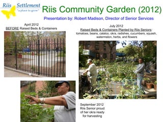 Riis Community Garden (2012)
April 2012
BEFORE Raised Beds & Containers
July 2012
Raised Beds & Containers Planted by Riis Seniors:
tomatoes, beans, calaloo, okra, radishes, cucumbers, squash,
watermelon, herbs, and flowers
September 2012
Riis Senior proud
of her okra ready
for harvesting
Presentation by: Robert Madison, Director of Senior Services
 