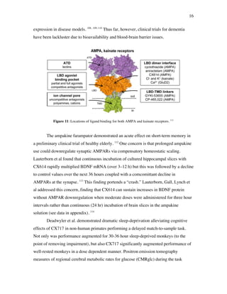16
expression in disease models. 108, 109, 110
Thus far, however, clinical trials for dementia
have been lackluster due to bioavailability and blood-brain barrier issues.
Figure 11: Locations of ligand binding for both AMPA and kainate receptors. 111
The ampakine farampator demonstrated an acute effect on short-term memory in
a preliminary clinical trial of healthy elderly. 112
One concern is that prolonged ampakine
use could downregulate synaptic AMPARs via compensatory homeostatic scaling.
Lauterborn et al found that continuous incubation of cultured hippocampal slices with
CX614 rapidly multiplied BDNF mRNA (over 3–12 h) but this was followed by a decline
to control values over the next 36 hours coupled with a comcomittant decline in
AMPARs at the synapse. 113
This finding portends a “crash.” Lauterborn, Gall, Lynch et
al addressed this concern, finding that CX614 can sustain increases in BDNF protein
without AMPAR downregulation when moderate doses were administered for three hour
intervals rather than continuous (24 hr) incubation of brain slices in the ampakine
solution (see data in appendix). 114
Deadwyler et al. demonstrated dramatic sleep-deprivation alleviating cognitive
effects of CX717 in non-human primates performing a delayed match-to-sample task.
Not only was performance augmented for 30-36 hour sleep-deprived monkeys (to the
point of removing impairment), but also CX717 significantly augmented performance of
well-rested monkeys in a dose dependent manner. Positron emission tomography
measures of regional cerebral metabolic rates for glucose (CMRglc) during the task
I
 