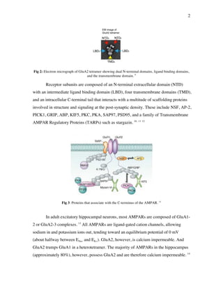 2
Fig 2: Electron micrograph of GluA2 tetramer showing dual N-terminal domains, ligand binding domains,
and the transmembrane domain. 9
Receptor subunits are composed of an N-terminal extracellular domain (NTD)
with an intermediate ligand binding domain (LBD), four transmembrane domains (TMD),
and an intracellular C-terminal tail that interacts with a multitude of scaffolding proteins
involved in structure and signaling at the post-synaptic density. These include NSF, AP-2,
PICK1, GRIP, ABP, KIF5, PKC, PKA, SAP97, PSD95, and a family of Transmembrane
AMPAR Regulatory Proteins (TARPs) such as stargazin. 10, 11 12
Fig 3: Proteins that associate with the C-terminus of the AMPAR. 11
In adult excitatory hippocampal neurons, most AMPARs are composed of GluA1-
2 or GluA2-3 complexes. 13
All AMPARs are ligand-gated cation channels, allowing
sodium in and potassium ions out, tending toward an equilibrium potential of 0 mV
(about halfway between ENa+ and EK+). GluA2, however, is calcium impermeable. And
GluA2 trumps GluA1 in a heterotetramer. The majority of AMPARs in the hippocampus
(approximately 80%), however, possess GluA2 and are therefore calcium impermeable. 14
 