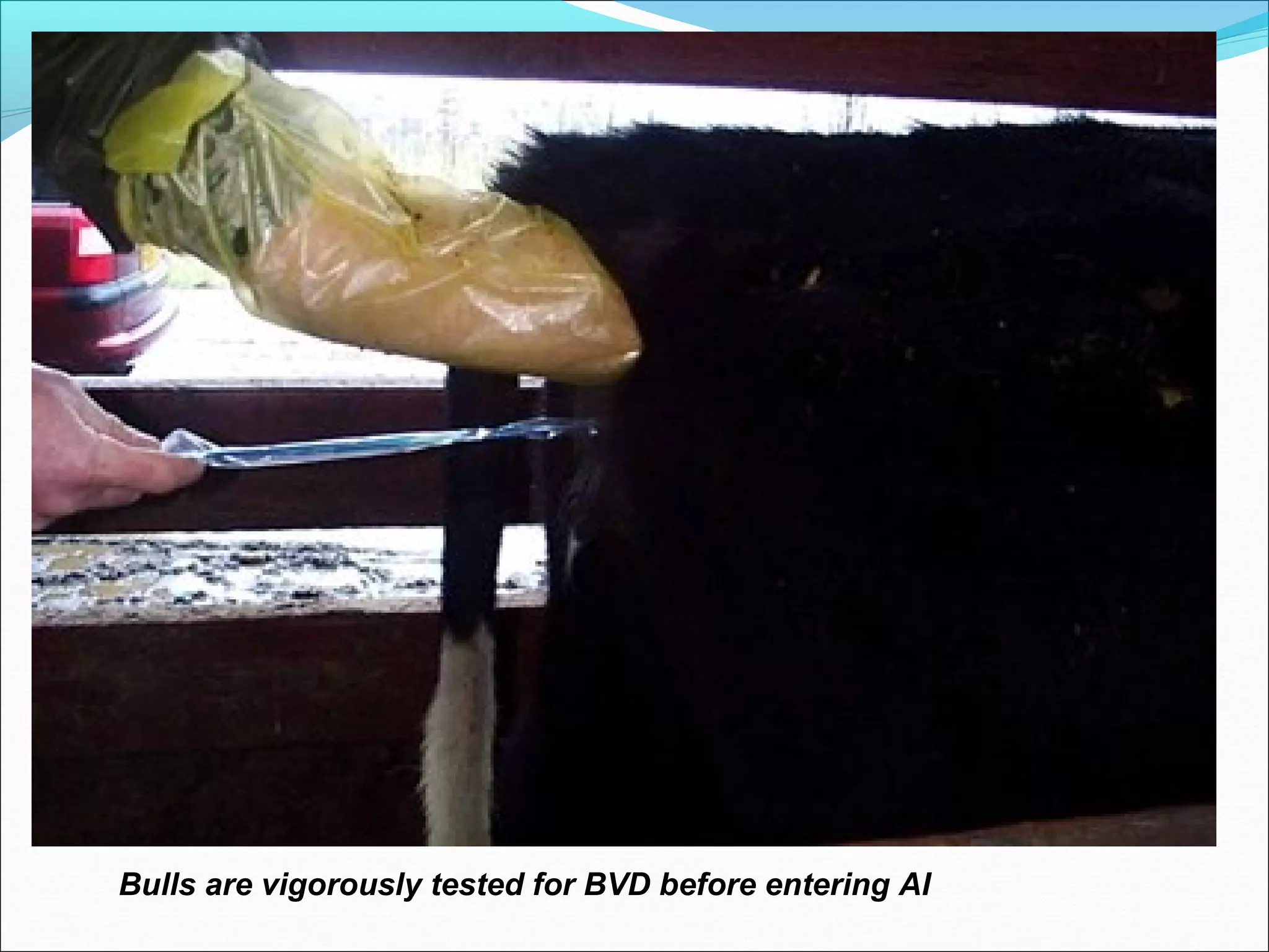 Bovine Viral Diarrhea | PPT