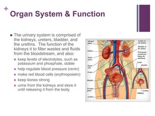 +
Organ System & Function
 The urinary system is comprised of
the kidneys, ureters, bladder, and
the urethra. The function of the
kidneys it to filter wastes and fluids
from the bloodstream, and also:
 keep levels of electrolytes, such as
potassium and phosphate, stable
 help regulate blood pressure (renin)
 make red blood cells (erythropoietin)
 keep bones strong
 urine from the kidneys and store it
until releasing it from the body.
 