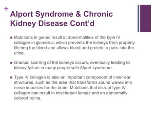 +
Alport Syndrome & Chronic
Kidney Disease Cont’d
 Mutations in genes result in abnormalities of the type IV
collagen in glomeruli, which prevents the kidneys from properly
filtering the blood and allows blood and protein to pass into the
urine.
 Gradual scarring of the kidneys occurs, eventually leading to
kidney failure in many people with Alport syndrome.
 Type IV collagen is also an important component of inner ear
structures, such as the area that transforms sound waves into
nerve impulses for the brain. Mutations that disrupt type IV
collagen can result in misshapen lenses and an abnormally
colored retina.
 