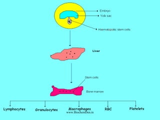 Cells of the immune system | PPT