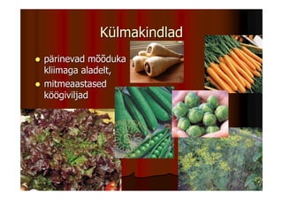 Külmakindlad
pärinevad mõõduka
kliimaga aladelt,
mitmeaastased
köögiviljad
 