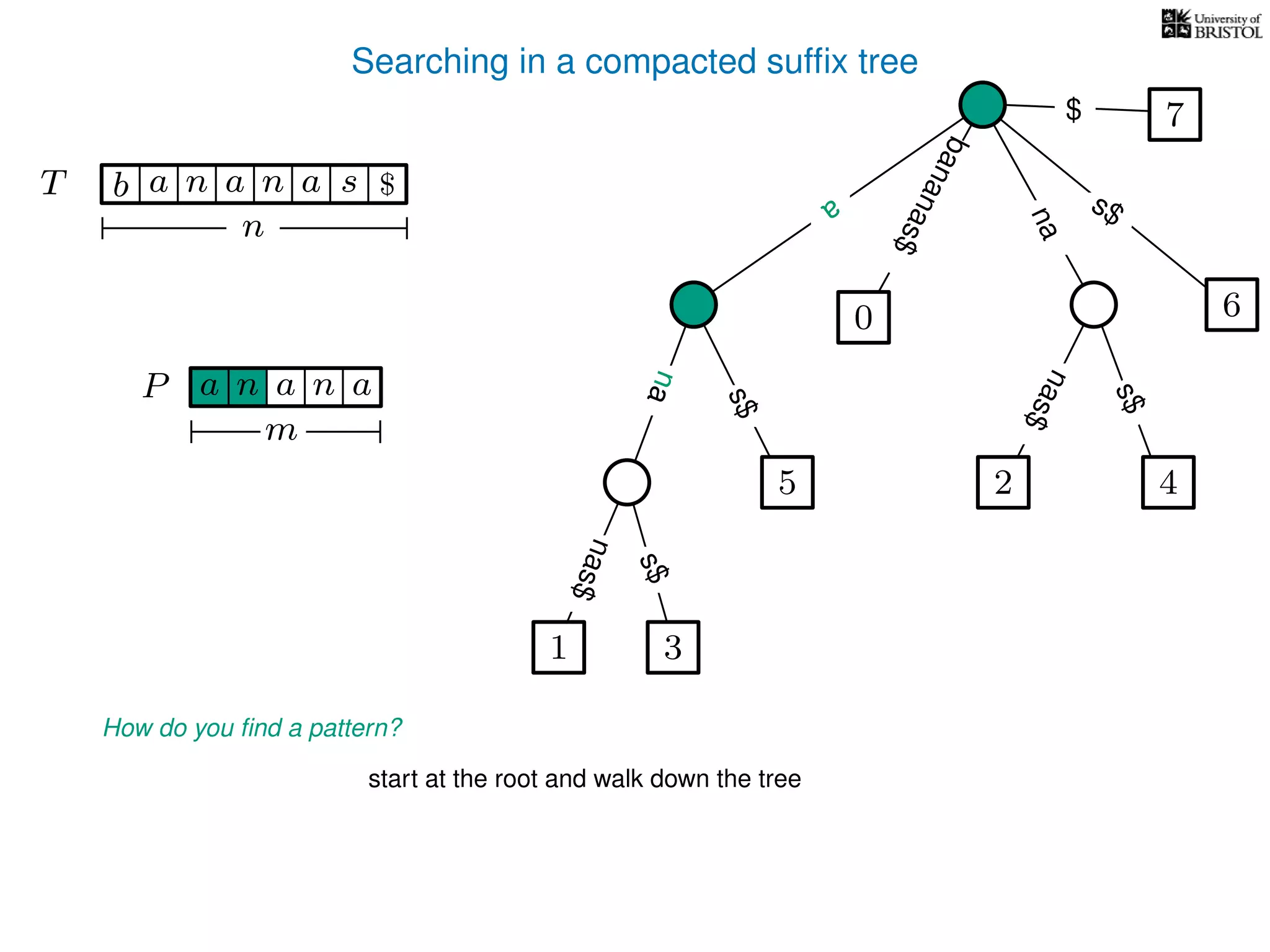 Searching in a compacted sufﬁx tree
How do you ﬁnd a pattern?
P aa n
m
start at the root and walk down the tree
TT b n aaa sn
n
$ a
s$
nas$
nas$
nas$
s$
na
s$
bananas$
7$
a
na
an
1 3
5
0
2 4
6
 
