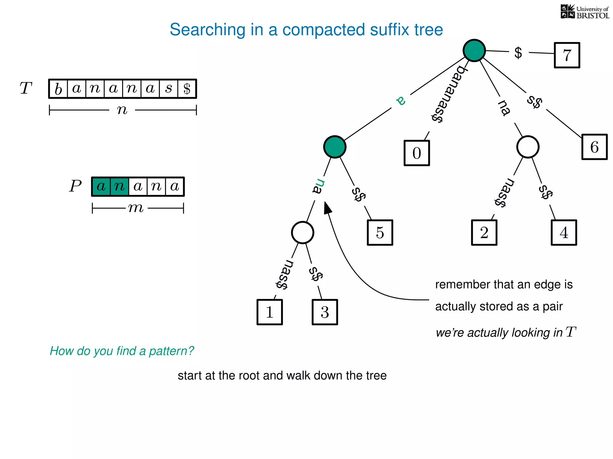Searching in a compacted sufﬁx tree
How do you ﬁnd a pattern?
P aa n
m
start at the root and walk down the tree
TT b n aaa sn
n
$ a
s$
nas$
nas$
nas$
s$
na
s$
bananas$
7$
a
na
an
1 3
5
0
2 4
6
remember that an edge is
actually stored as a pair
we’re actually looking in T
 