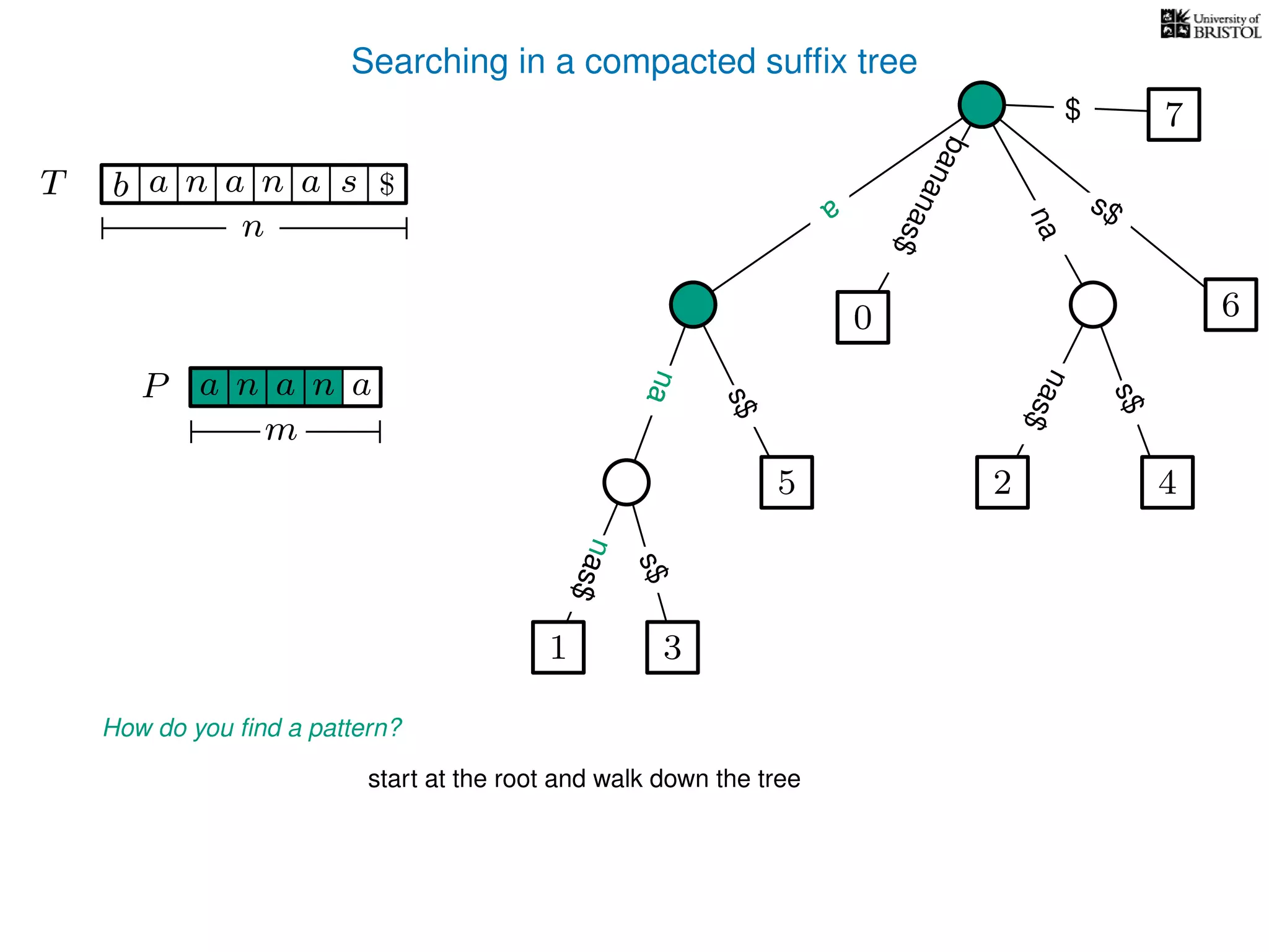 Searching in a compacted sufﬁx tree
How do you ﬁnd a pattern?
P aa n
m
start at the root and walk down the tree
TT b n aaa sn
n
$ a
s$
nas$
nas$
nas$
s$
na
s$
bananas$
7$
a
na
an
na
nas$
1 3
5
0
2 4
6
 