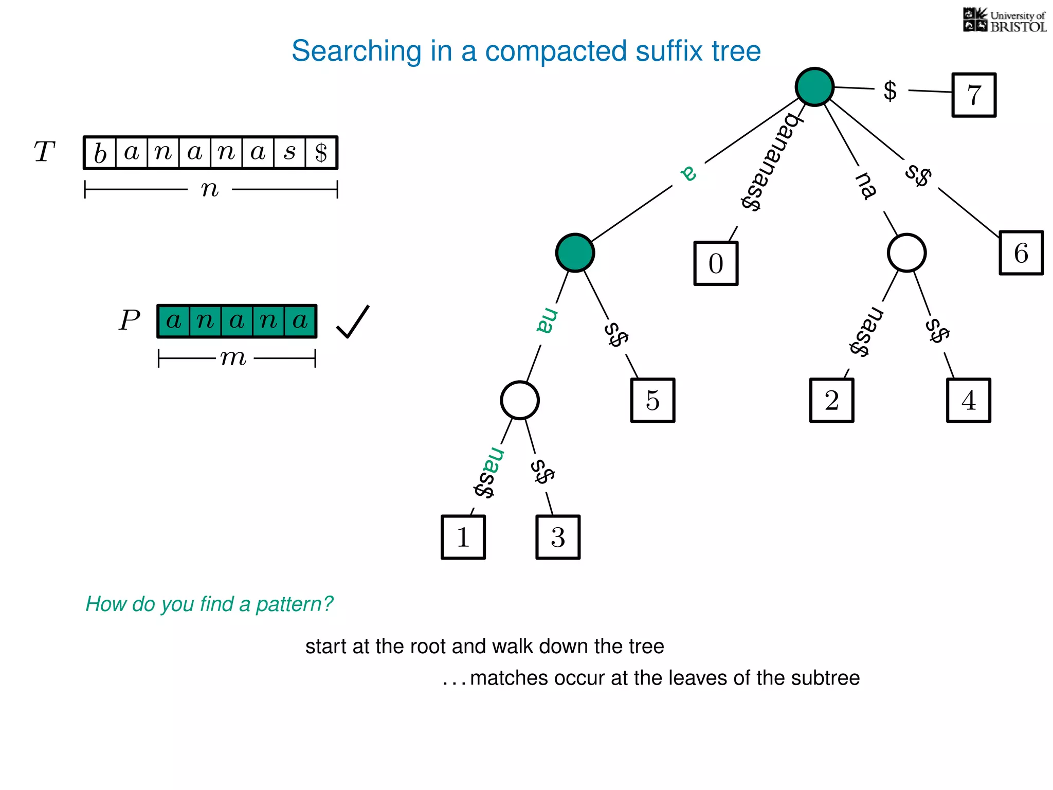 Searching in a compacted sufﬁx tree
How do you ﬁnd a pattern?
P aa n
m
start at the root and walk down the tree
. . . matches occur at the leaves of the subtree
TT b n aaa sn
n
$ a
s$
nas$
nas$
nas$
s$
na
s$
bananas$
7$
a
na
an
na
nas$
nas$
1 3
5
0
2 4
6
 