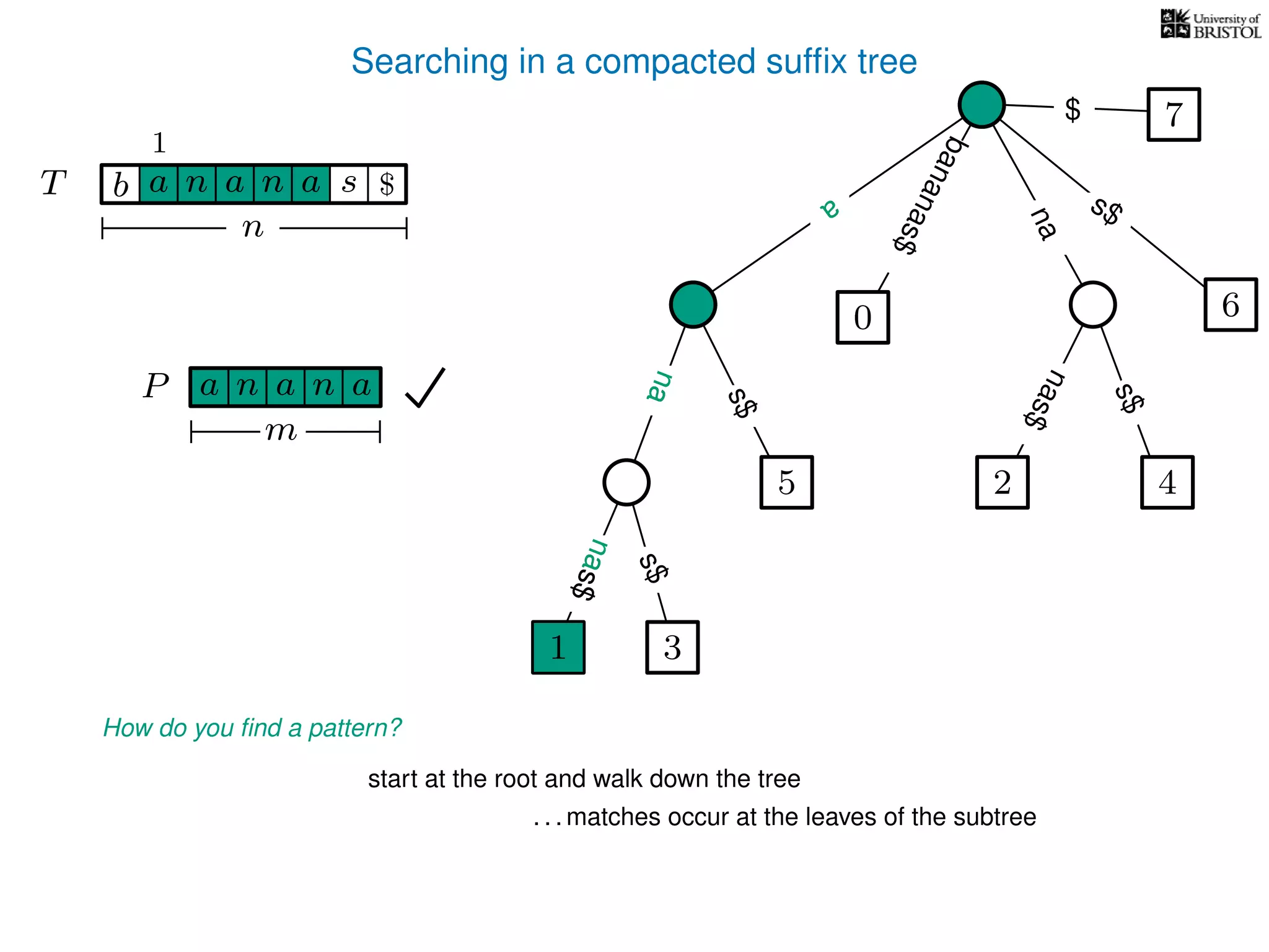 Searching in a compacted sufﬁx tree
How do you ﬁnd a pattern?
P aa n
m
start at the root and walk down the tree
. . . matches occur at the leaves of the subtree
1
TT b n aaa sn
n
$ a
s$
nas$
nas$
nas$
s$
na
s$
bananas$
7$
a
na
an
na
nas$
nas$
1 3
5
0
2 4
6
 