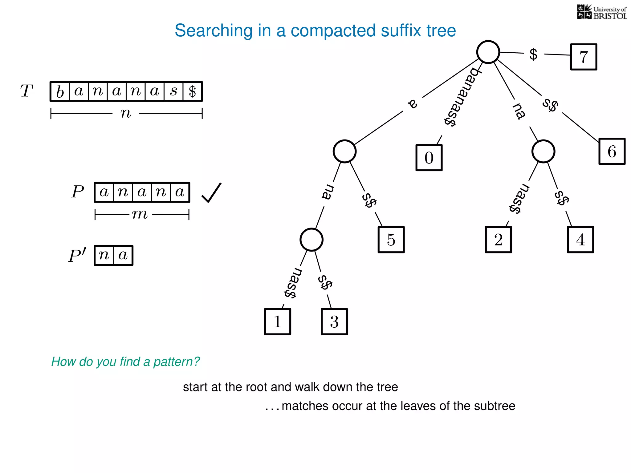 Searching in a compacted sufﬁx tree
How do you ﬁnd a pattern?
P aa n
m
start at the root and walk down the tree
. . . matches occur at the leaves of the subtree
P n a
TT b n aaa sn
n
$ a
s$
nas$
nas$
nas$
s$
na
s$
bananas$
7$
an
1 3
5
0
2 4
6
 
