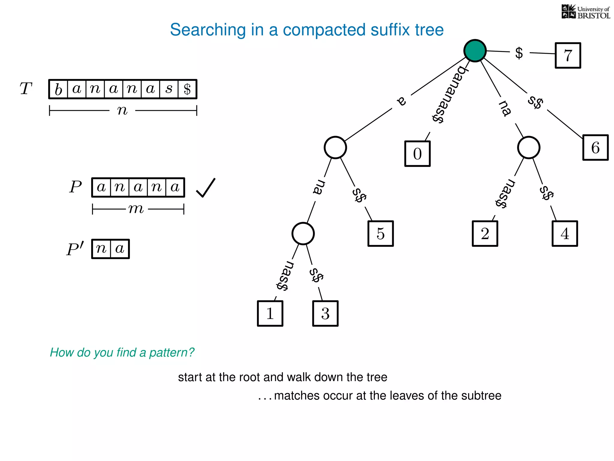 Searching in a compacted sufﬁx tree
How do you ﬁnd a pattern?
P aa n
m
start at the root and walk down the tree
. . . matches occur at the leaves of the subtree
P n a
TT b n aaa sn
n
$ a
s$
nas$
nas$
nas$
s$
na
s$
bananas$
7$
an
1 3
5
0
2 4
6
 