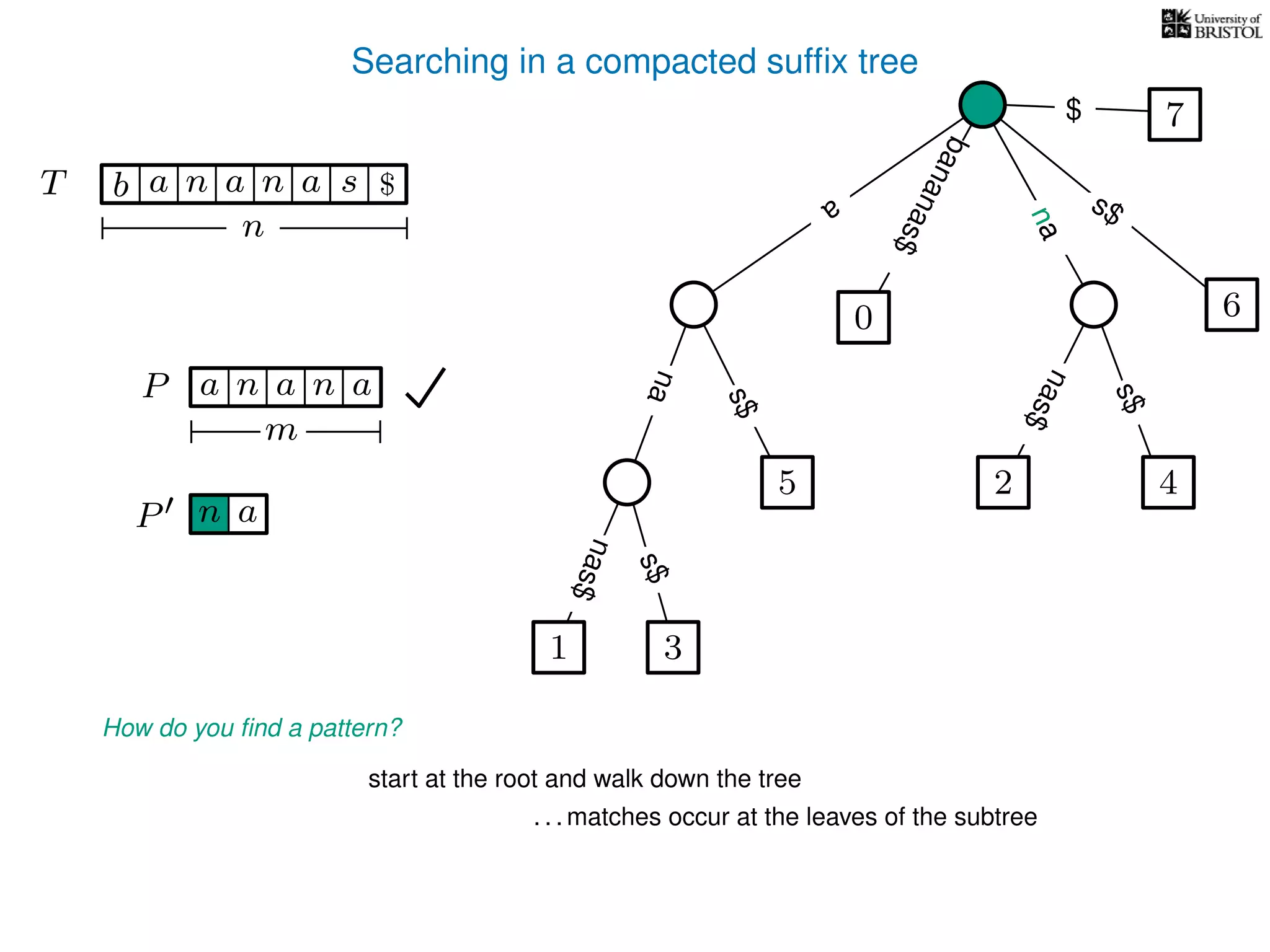 Searching in a compacted sufﬁx tree
How do you ﬁnd a pattern?
P aa n
m
start at the root and walk down the tree
. . . matches occur at the leaves of the subtree
P n a
TT b n aaa sn
n
$ a
s$
nas$
nas$
nas$
s$
na
s$
bananas$
7$
an
na
1 3
5
0
2 4
6
 