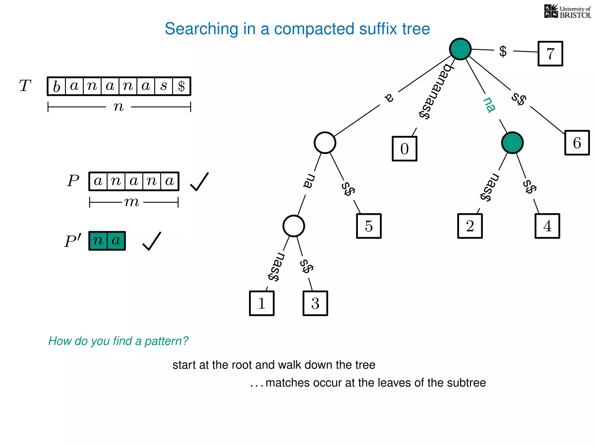 Searching in a compacted sufﬁx tree
How do you ﬁnd a pattern?
P aa n
m
start at the root and walk down the tree
. . . matches occur at the leaves of the subtree
P n a
TT b n aaa sn
n
$ a
s$
nas$
nas$
nas$
s$
na
s$
bananas$
7$
an
nana
1 3
5
0
2 4
6
 