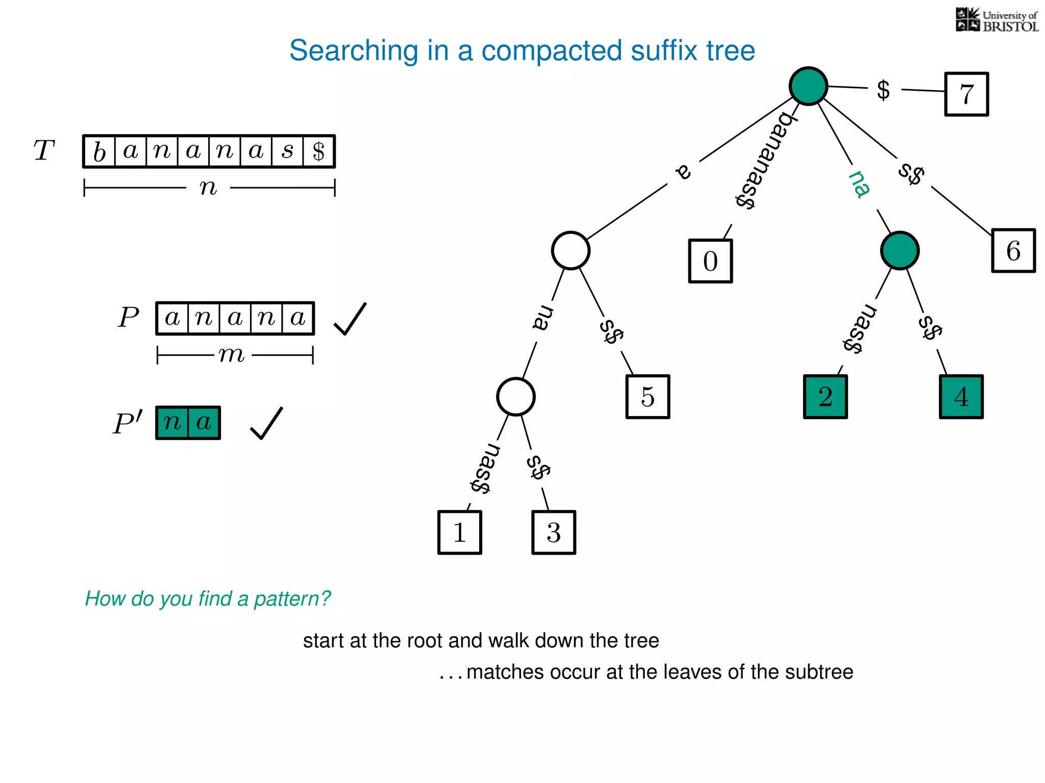 Searching in a compacted sufﬁx tree
How do you ﬁnd a pattern?
P aa n
m
start at the root and walk down the tree
. . . matches occur at the leaves of the subtree
P n a
TT b n aaa sn
n
$ a
s$
nas$
nas$
nas$
s$
na
s$
bananas$
7$
an
nana
1 3
5
0
2 4
6
 