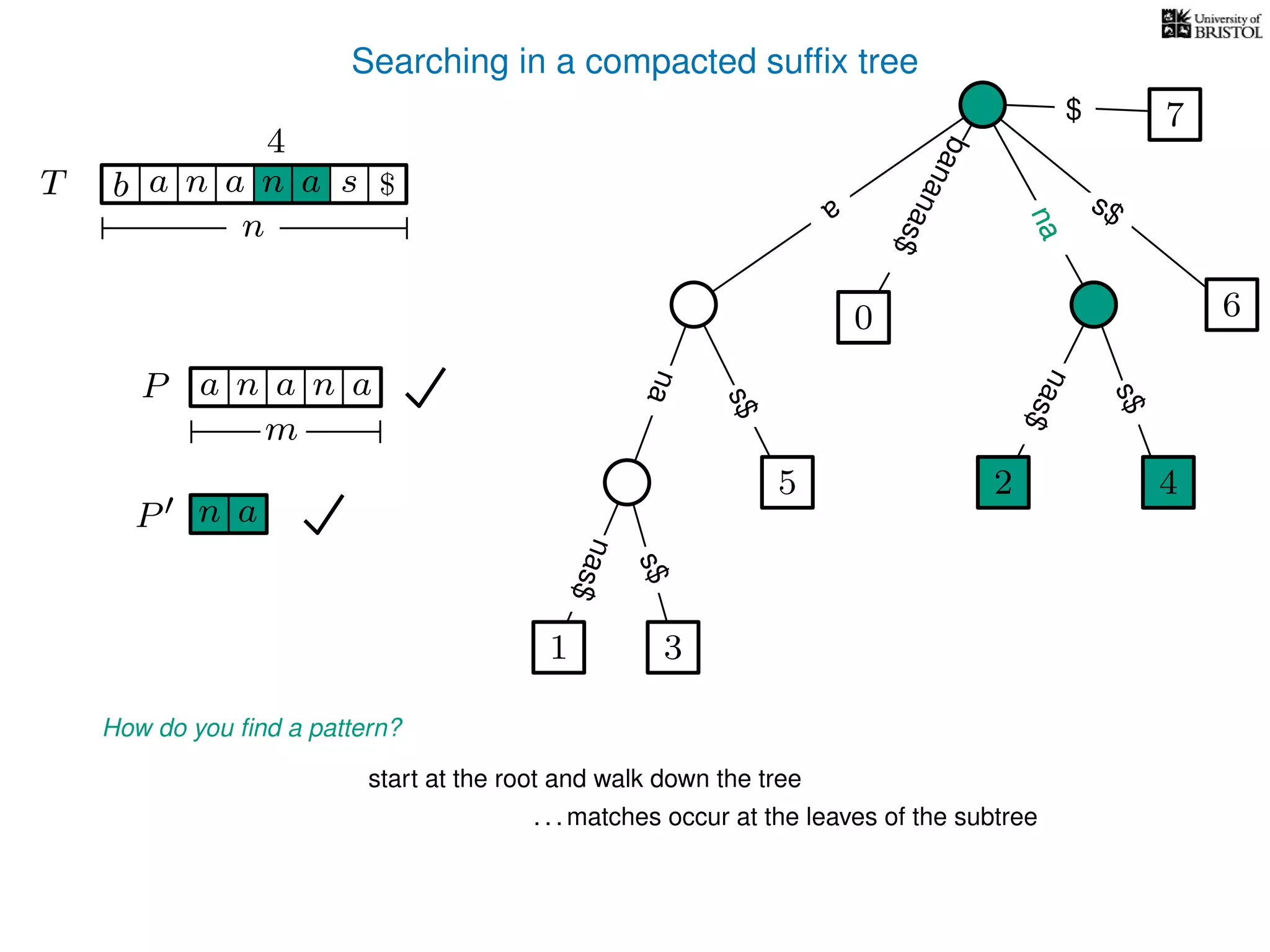Searching in a compacted sufﬁx tree
How do you ﬁnd a pattern?
P aa n
m
start at the root and walk down the tree
. . . matches occur at the leaves of the subtree
P n a
TT b n aaa sn
n
$ a
s$
nas$
nas$
nas$
s$
na
s$
bananas$
7$
an
nana
4
1 3
5
0
2 4
6
 