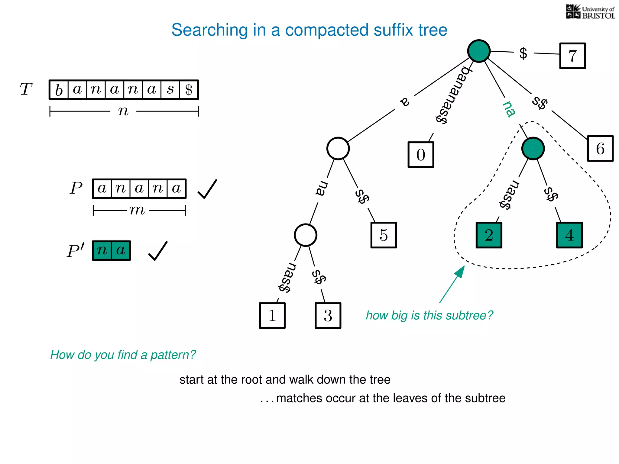 Searching in a compacted sufﬁx tree
How do you ﬁnd a pattern?
P aa n
m
start at the root and walk down the tree
. . . matches occur at the leaves of the subtree
P n a
TT b n aaa sn
n
$ a
s$
nas$
nas$
nas$
s$
na
s$
bananas$
7$
an
nana
how big is this subtree?1 3
5
0
2 4
6
 