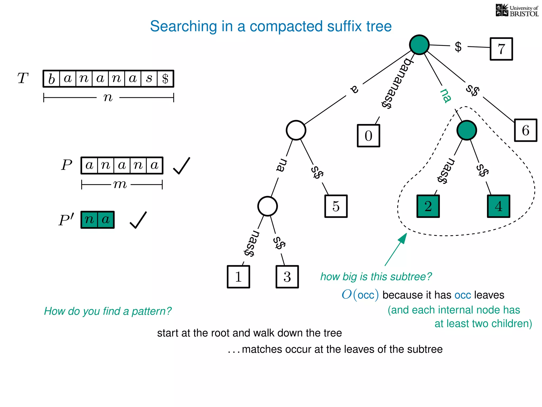 Searching in a compacted sufﬁx tree
How do you ﬁnd a pattern?
P aa n
m
start at the root and walk down the tree
. . . matches occur at the leaves of the subtree
P n a
TT b n aaa sn
n
$ a
s$
nas$
nas$
nas$
s$
na
s$
bananas$
7$
an
nana
how big is this subtree?
O(occ) because it has occ leaves
1 3
5
0
2 4
6
(and each internal node has
at least two children)
 