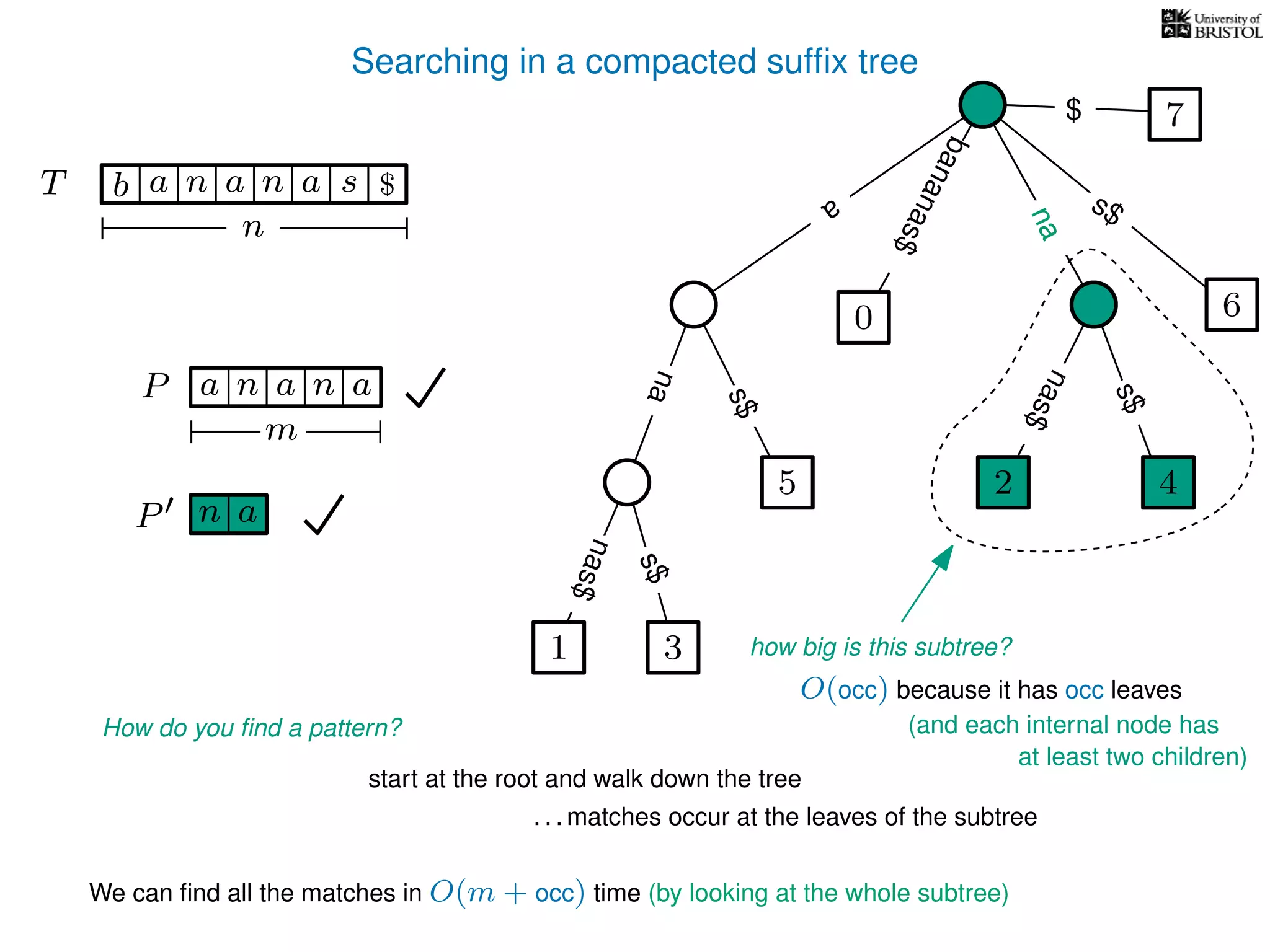 Searching in a compacted sufﬁx tree
How do you ﬁnd a pattern?
P aa n
m
start at the root and walk down the tree
. . . matches occur at the leaves of the subtree
We can ﬁnd all the matches in O(m + occ) time (by looking at the whole subtree)
P n a
TT b n aaa sn
n
$ a
s$
nas$
nas$
nas$
s$
na
s$
bananas$
7$
an
nana
how big is this subtree?
O(occ) because it has occ leaves
1 3
5
0
2 4
6
(and each internal node has
at least two children)
 