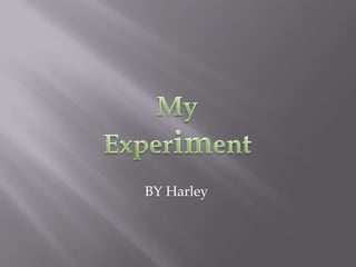 My Experiment  BY Harley 