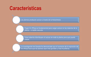 Características
Las plantas producen azúcar a través de la fotosíntesis
El gen H+-PPasa es fundamental para cargar azúcar en las tuberías de la
planta – o tejido vascular
Estas tuberías distribuyen el azúcar en toda la planta para que pueda
crecer
La investigación de Gaxiola ha demostrado que el aumento de la expresión de
H+-PPasa hace que las plantas sean más grandes y más fructíferas.
 