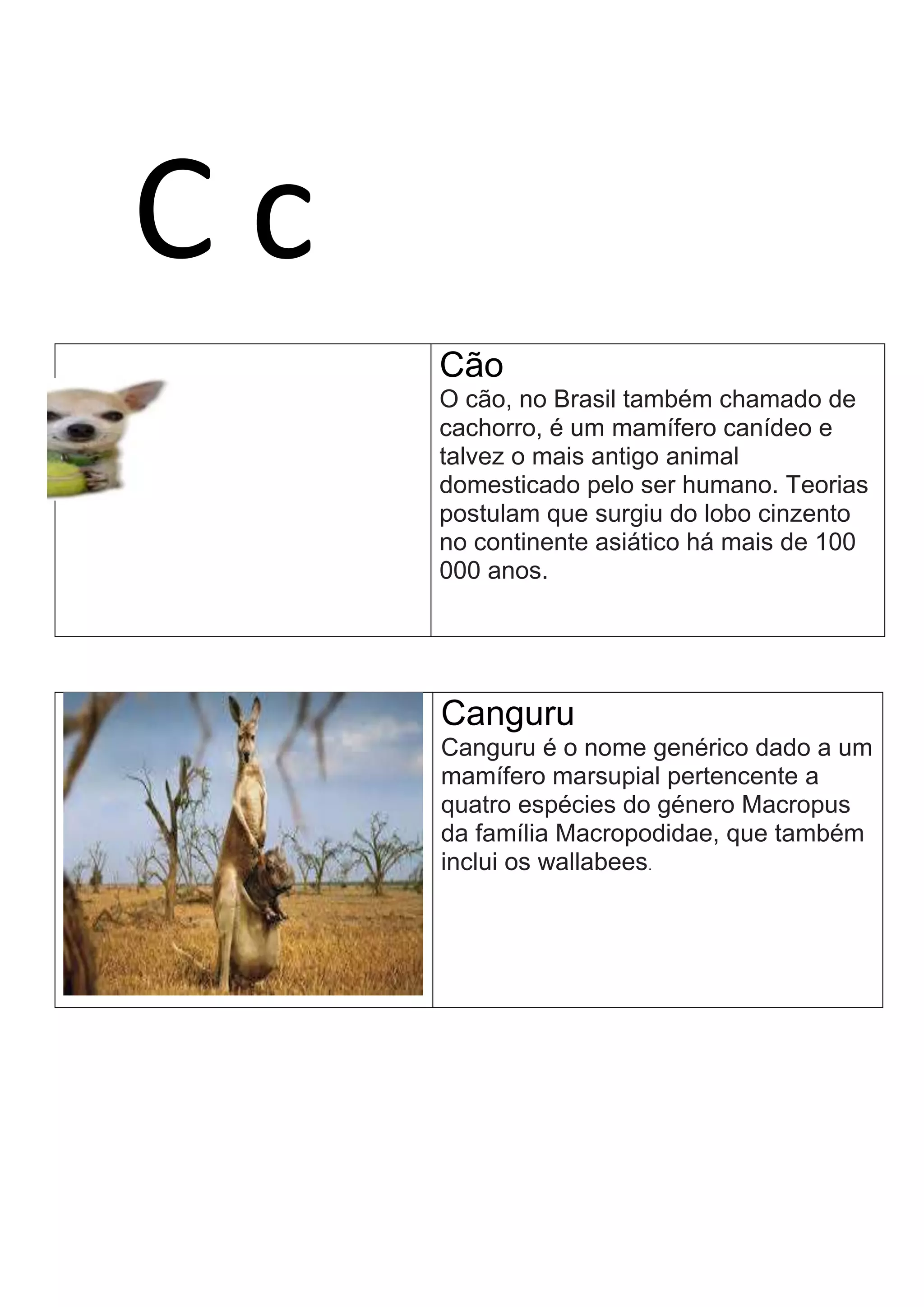 C c
Cão
O cão, no Brasil também chamado de
cachorro, é um mamífero canídeo e
talvez o mais antigo animal
domesticado pelo ser humano. Teorias
postulam que surgiu do lobo cinzento
no continente asiático há mais de 100
000 anos.
Canguru
Canguru é o nome genérico dado a um
mamífero marsupial pertencente a
quatro espécies do género Macropus
da família Macropodidae, que também
inclui os wallabees.
 