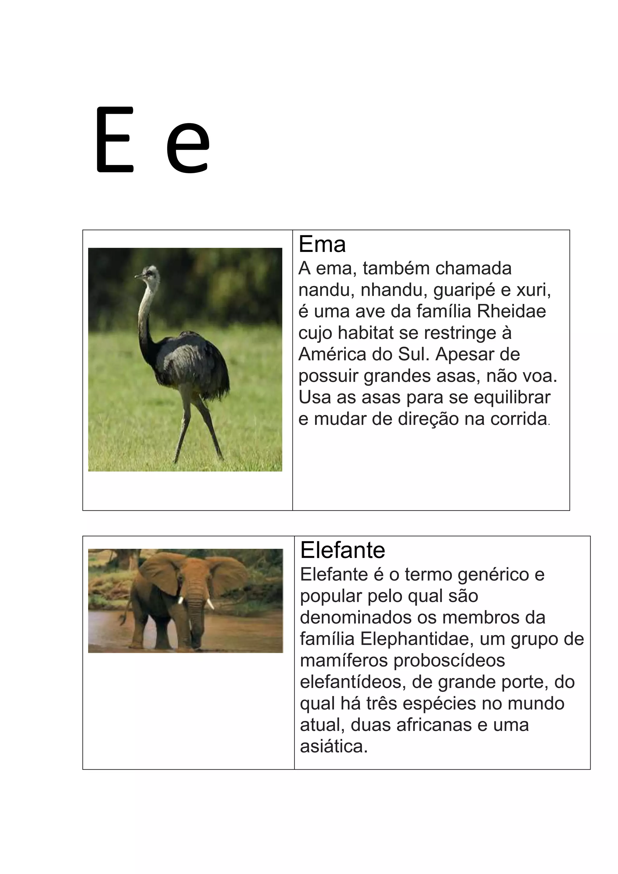 E e
Ema
A ema, também chamada
nandu, nhandu, guaripé e xuri,
é uma ave da família Rheidae
cujo habitat se restringe à
América do Sul. Apesar de
possuir grandes asas, não voa.
Usa as asas para se equilibrar
e mudar de direção na corrida.
Elefante
Elefante é o termo genérico e
popular pelo qual são
denominados os membros da
família Elephantidae, um grupo de
mamíferos proboscídeos
elefantídeos, de grande porte, do
qual há três espécies no mundo
atual, duas africanas e uma
asiática.
 