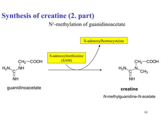 Synthesis of creatine (2. part)   N 1 -methylation of guanidinoacetate S-adenosylmethionine (SAM) S-adenosylhomocysteine creatine N -methylguanidine- N -acetate guanidinoacetate 