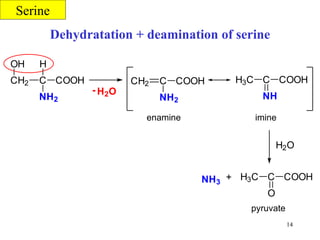 Dehydratation + deamination of serine Serine pyruvate imine enamine 