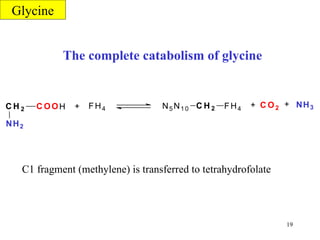 The complete catabolism of glycine C1 fragment (methylene) is transferred to tetrahydrofolate Glycine C O O H C H 2 N H 2 N 5 N 1 0 C H 2 F H 4 + + C O 2 N H 3 F H 4 + 