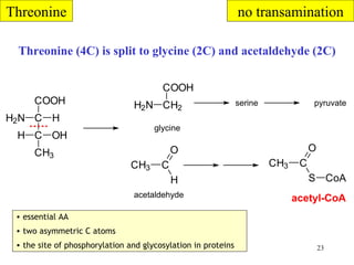 Threonine (4C) is split to glycine (2C) and acetaldehyde (2C) Threonine essential AA two asymmetric C atoms the site of phosphorylation and glycosylation in proteins n o  transamina tion glycine pyruvate serine acetaldehyde 