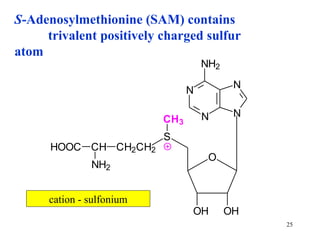 S -Adenosylmethionine (SAM)   contains   tr ivalent positively charged  s ulfur atom c ation -  sulfonium 