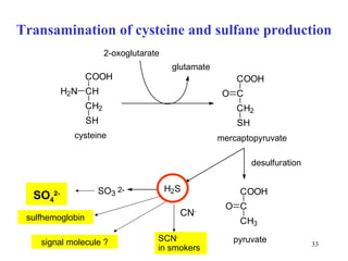 Transamination of cysteine and  sulfan e production CN - SCN -   in smokers SO 4 2- sulfhemoglobin sign al  mole c ul e  ? 2-oxoglutarate cysteine glutamate mercaptopyruvate desulfuration pyruvate 