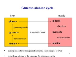 Glu c os e -alanin e  cy cle liver muscle glu c os e pyruv ate alanin e glu cose pyruv ate alanin e transamina tion gly colysis transamina tion glu c oneogene sis transport  in   blood alanine is non-toxic transport of ammonia from muscles to liver  in the liver, alanine is the substrate for gluconeogenesis 