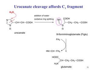 Urocanate cleavage affords C 1  fragment FIGLU urocanate N -formiminoglutamate (Figlu) glutamate addition of water oxidative ring splitting 