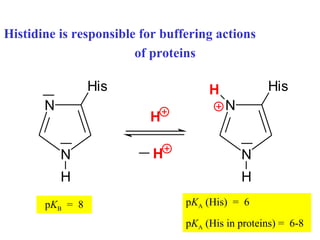 Histidine is responsible for buffering actions  of proteins p K B   =   8 p K A  (His)   =   6 p K A  (His  in proteins ) =  6-8 