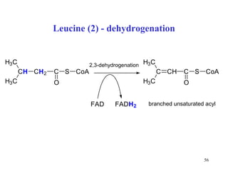 Leucine (2) - dehydrogenation 2,3-dehydrogenation branched unsaturated acyl 