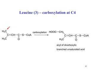 Leucine (3) – carboxylation at C4 carboxylation acyl of dicarboxylic branched unsaturated acid 