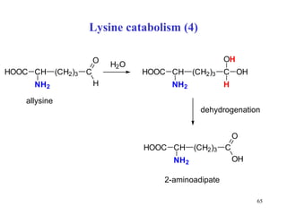 Lysine catabolism (4) allysine  dehydrogenation  2-aminoadipate 