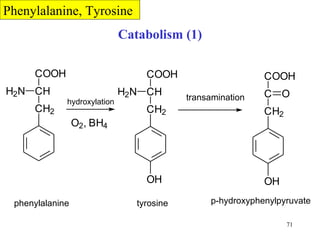 Catabolism (1) Phenylalanine, Tyrosine hydroxylation transamination phenylalanine tyrosine p-hydroxyphenylpyruvate 