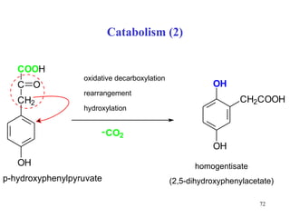 Catabolism (2) p-hydroxy ph enylpyruv ate homogentisate (2,5-dihydroxyphenylacetate) oxidative decarboxylation rearrangement hydroxylation 
