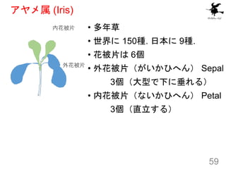 アヤメ属 (Iris)
• 多年草
• 世界に 150種. 日本に 9種.
• 花被片は 6個
• 外花被片（がいかひへん） Sepal
3個（大型で下に垂れる）
• 内花被片（ないかひへん） Petal
3個（直立する）
59
内花被片
外花被片
 