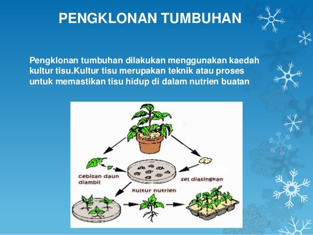 jelaskan bagaimana proses kejadian manusia dalam islam AA203 PENGLKLONAN MANUSIA HAIWAN DAN TUMBUHAN MENURUT jelaskan bagaimana proses kejadian manusia dalam islam AA203 PENGLKLONAN MANUSIA HAIWAN DAN TUMBUHAN MENURUT